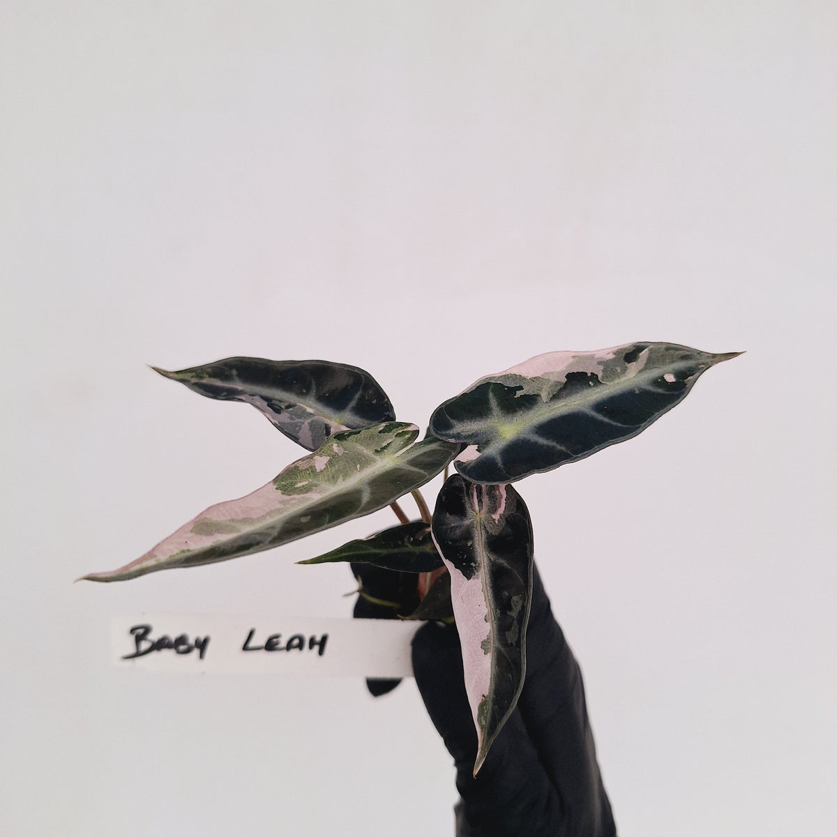 Alocasia Amazonica bambino Variegata - Bare Bottom Baby