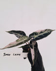 Alocasia Amazonica bambino Variegata - Bare Bottom Baby