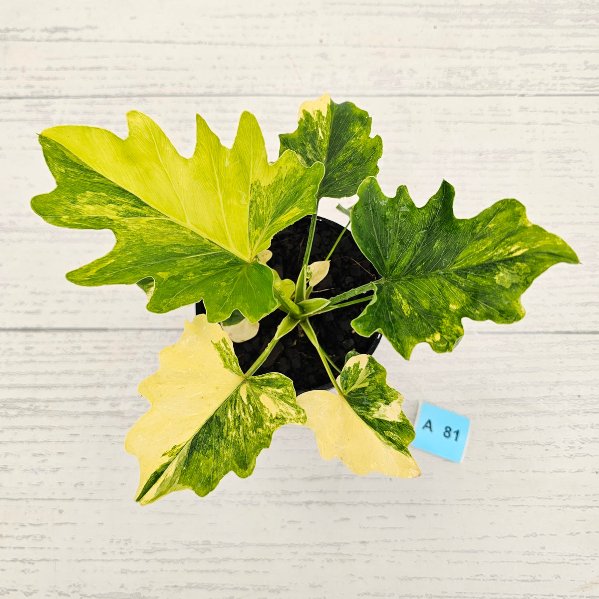 Philodendron bipinnatifidum variegata - SALE