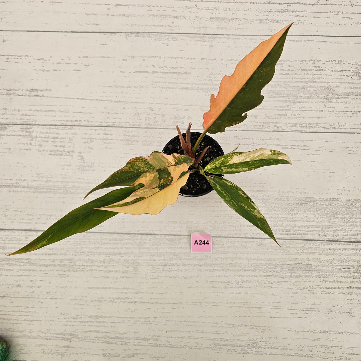 Philodendron serratum 'Caramel Marble' -flash sale