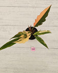 Philodendron serratum 'Caramel Marble' -flash sale