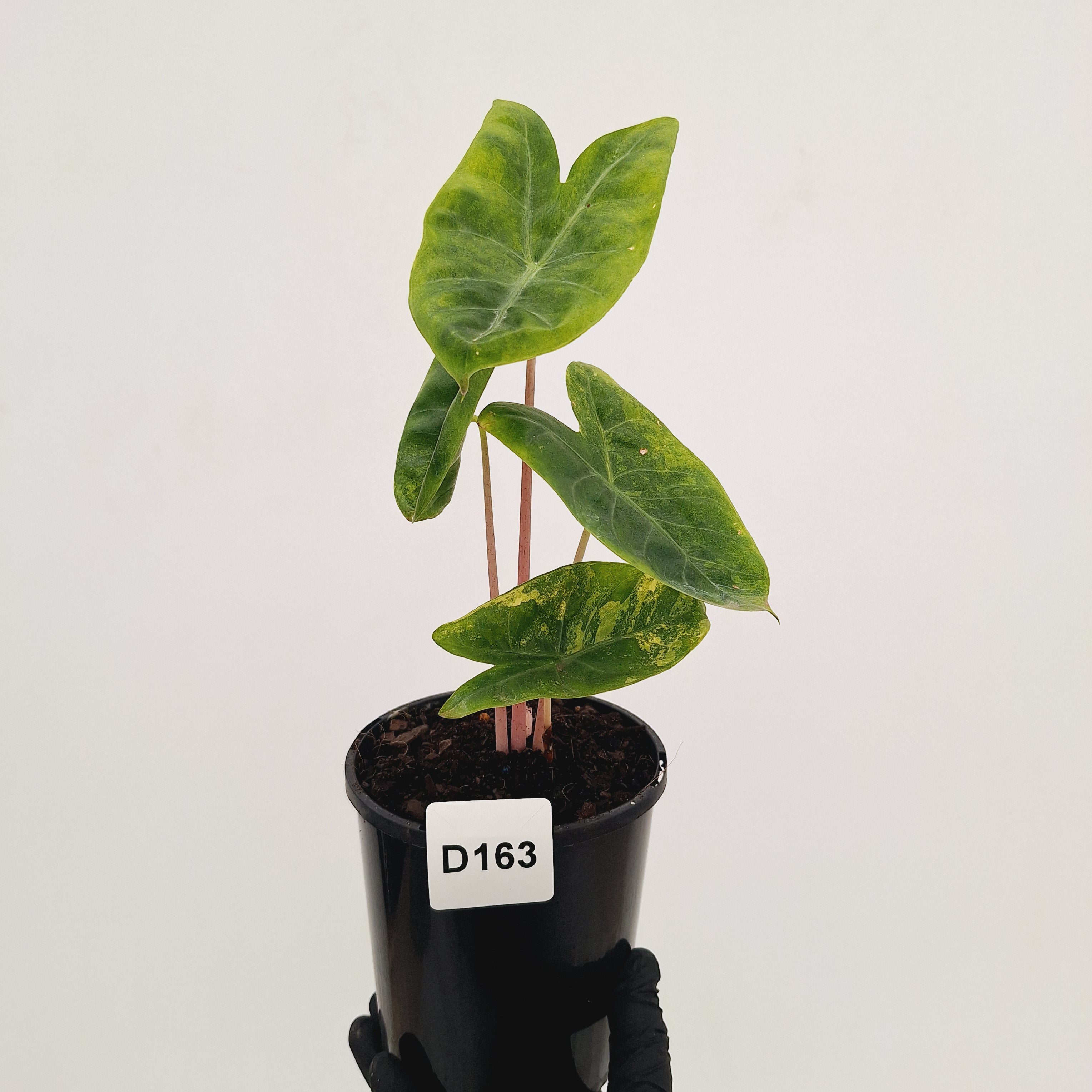 Alocasia 'Morocco' Variegated - SALE