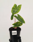 Alocasia 'Morocco' Variegated - SALE