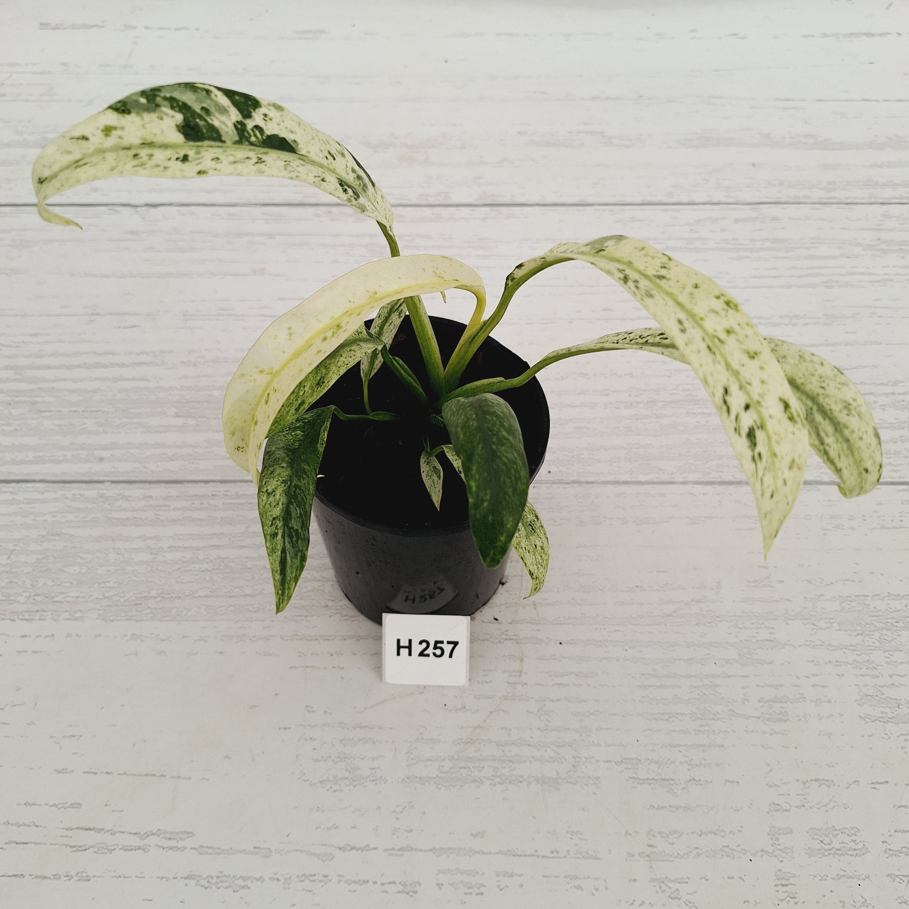Epipremnum giganteum variegata