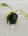 Epipremnum giganteum variegata