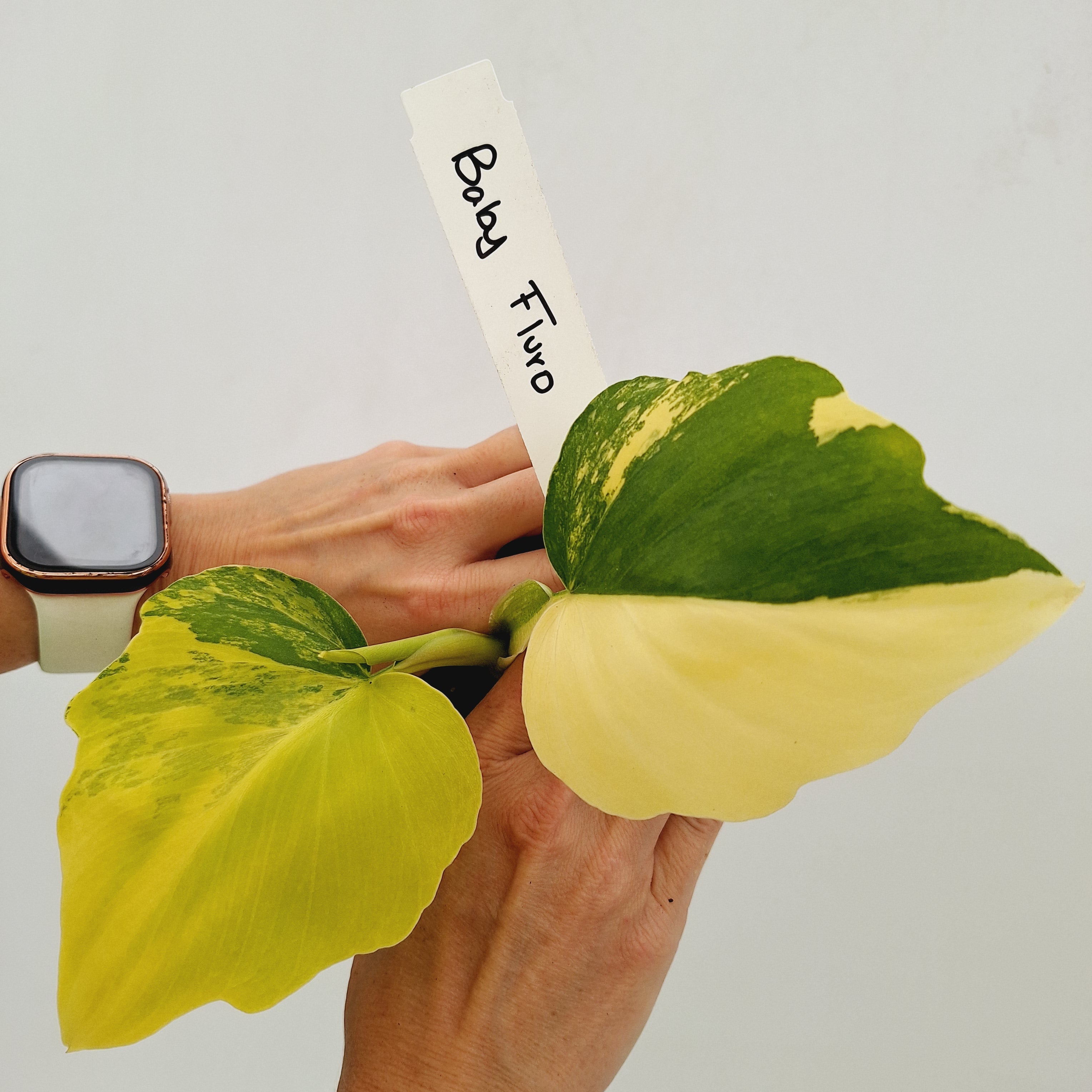 Philodendron warscewiczii 'Gold Variegata'