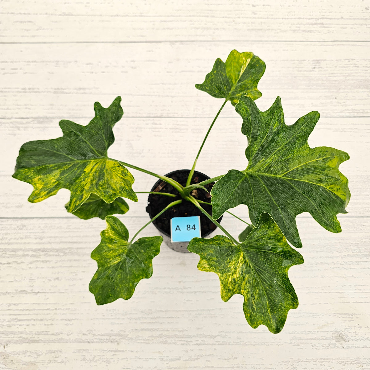 Philodendron bipinnatifidum variegata - SALE