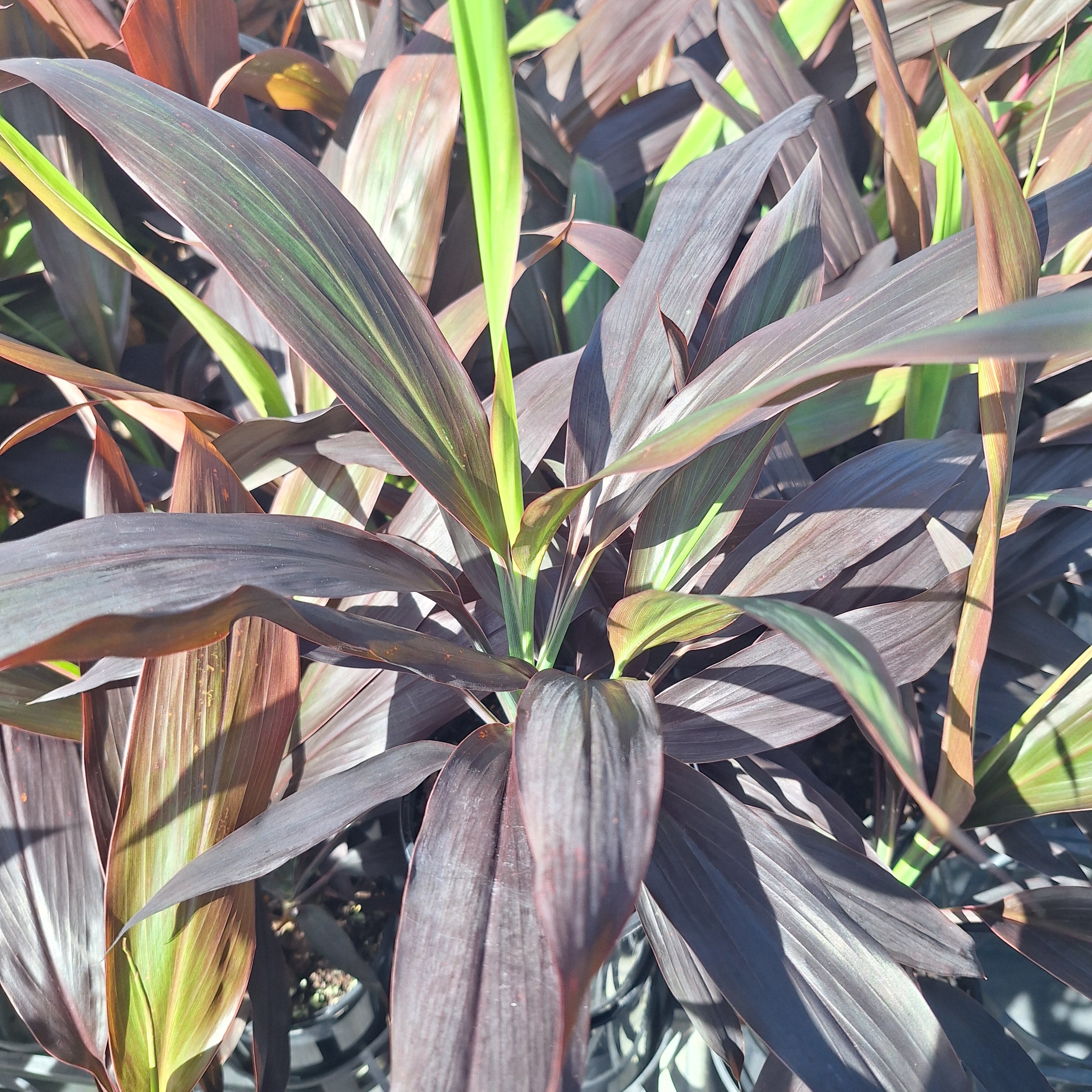 Cordyline fruticosa Negra