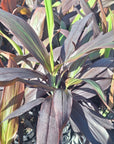 Cordyline fruticosa Negra
