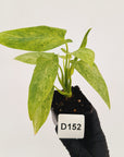 Homalomena sulcata ‘Cream Frost’ - SALE