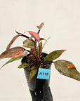 Philodendron 'Orange Princess'