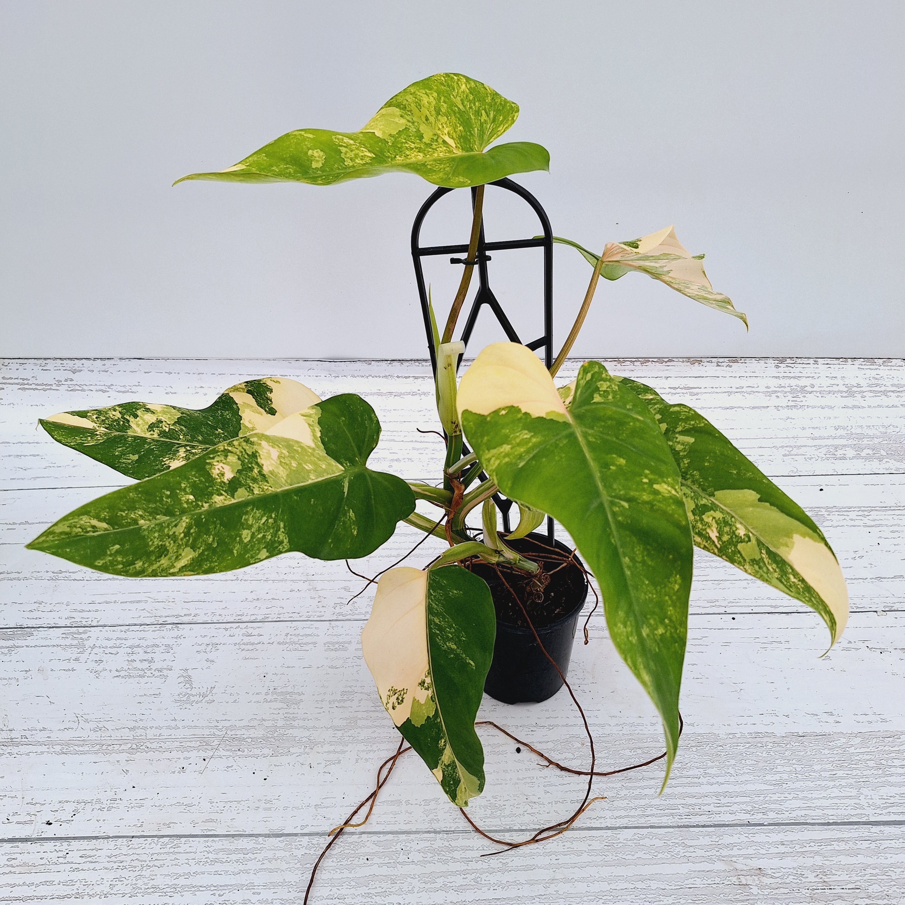 Philodendron domesticum variegata