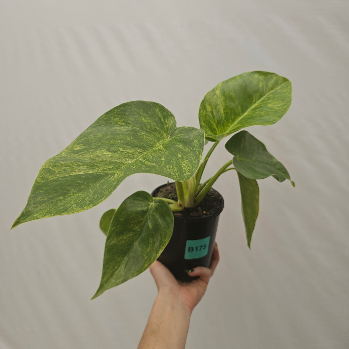 Philodendron giganteum Blizzard - SALE