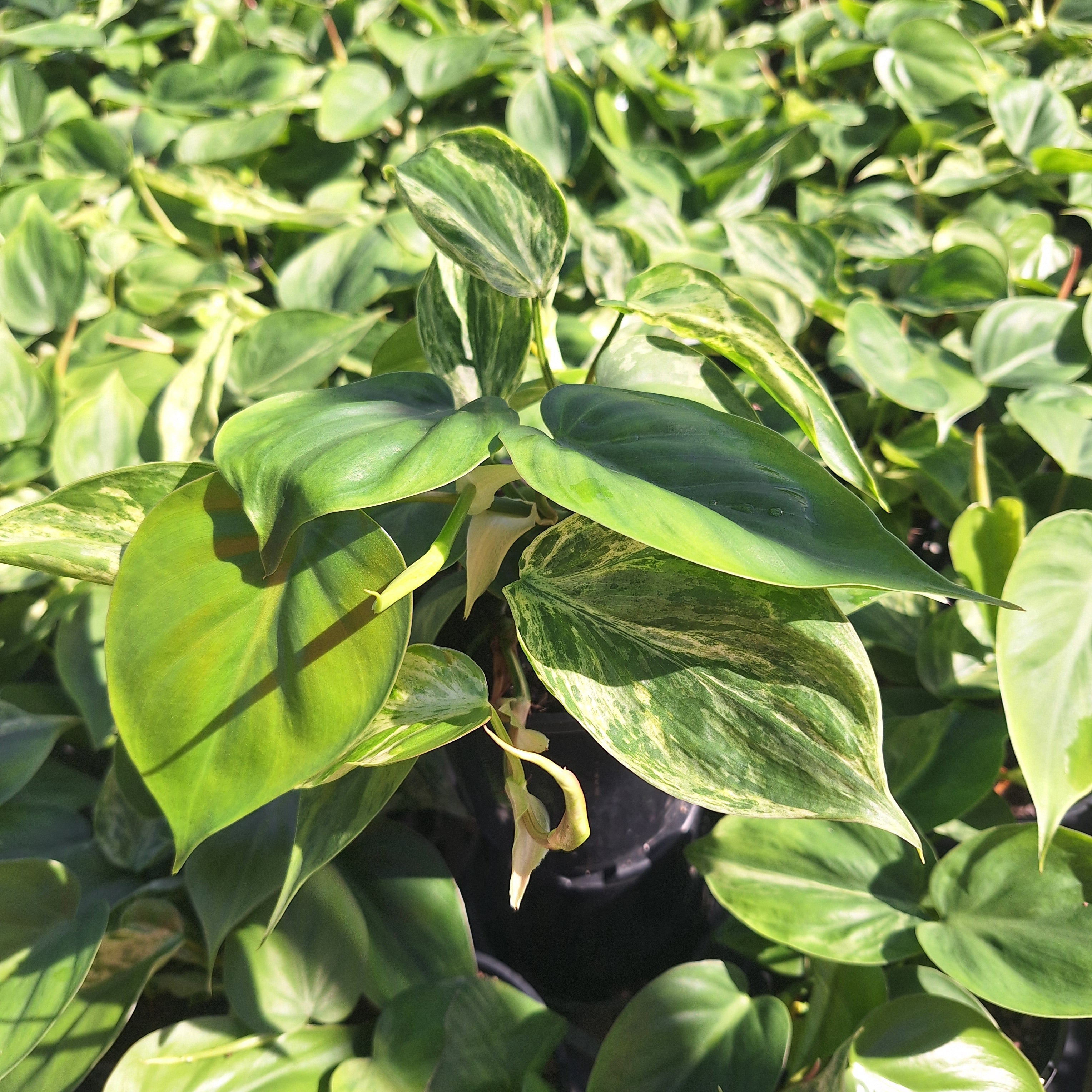 Philodendron hederaceum 'Variegata'