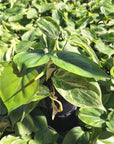 Philodendron hederaceum 'Variegata'