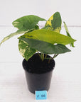 Syngonium podophyllum 'Gold'