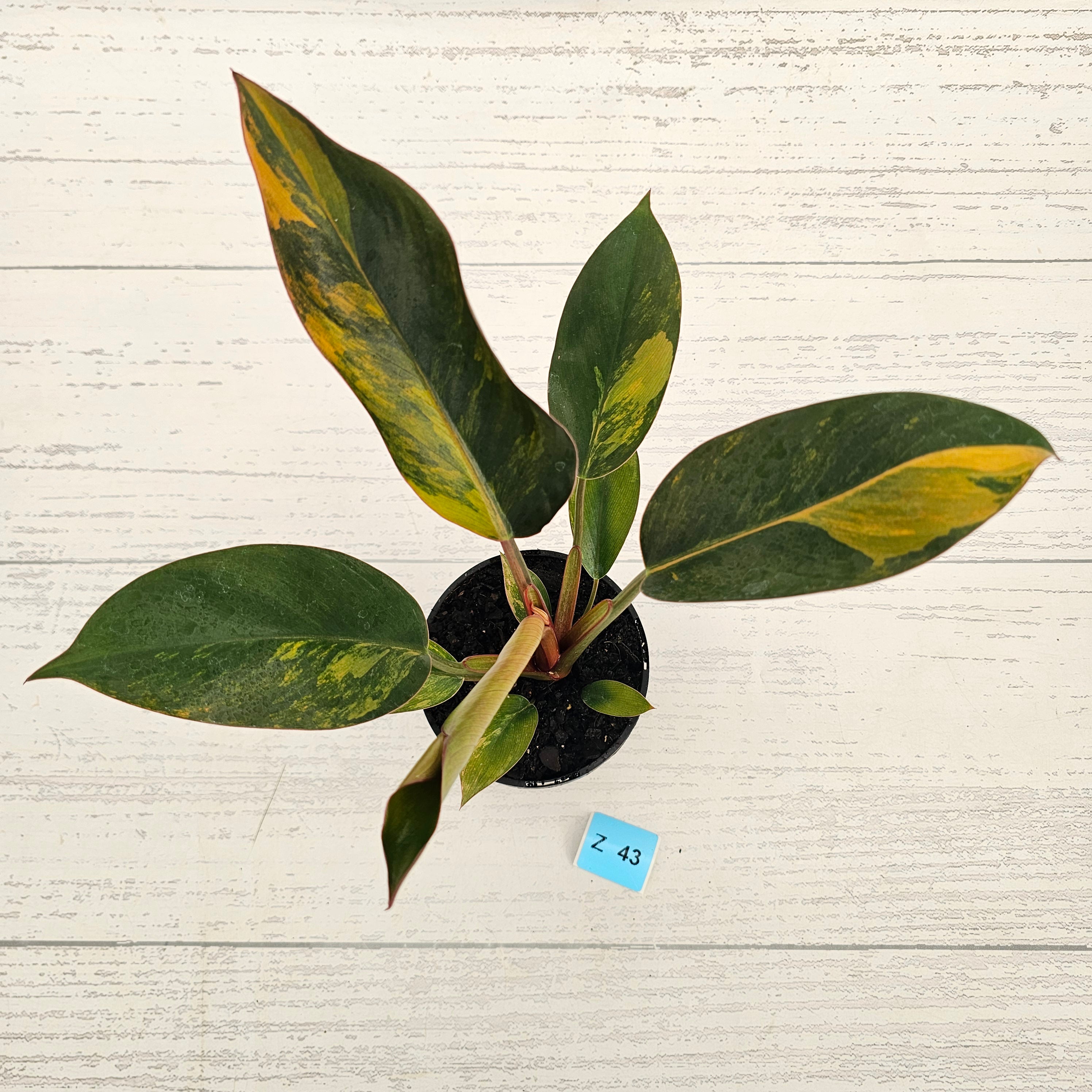 Philodendron 'Rojo Congo Variegated' 125mm