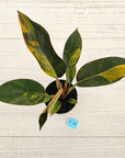 Philodendron 'Rojo Congo Variegated' 125mm