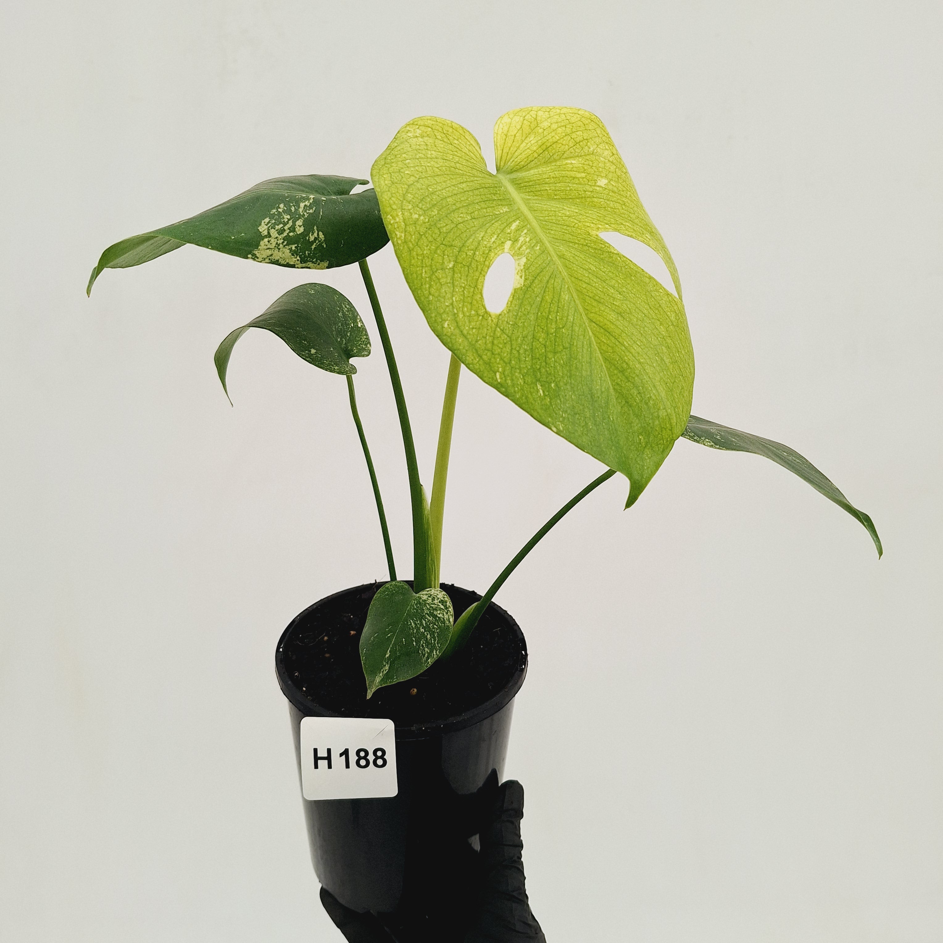 Monstera Deliciosa 'Mint'