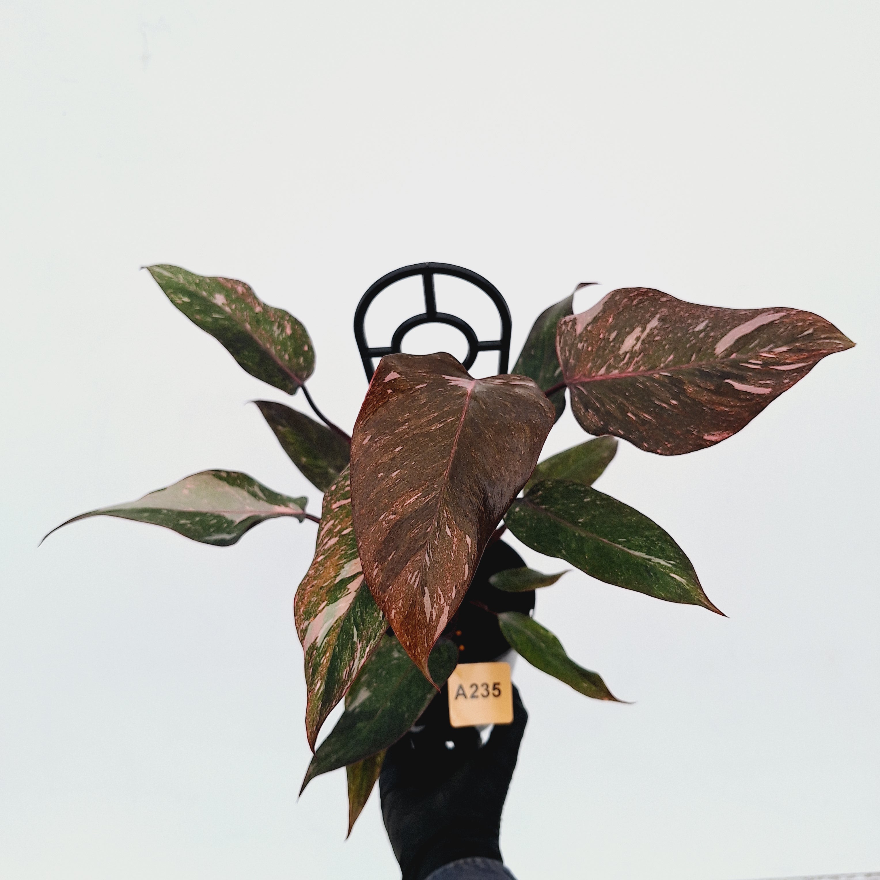 Philodendron &#39;Pink Princess Galaxy Marble&#39; Sport - Perfectly Imperfect