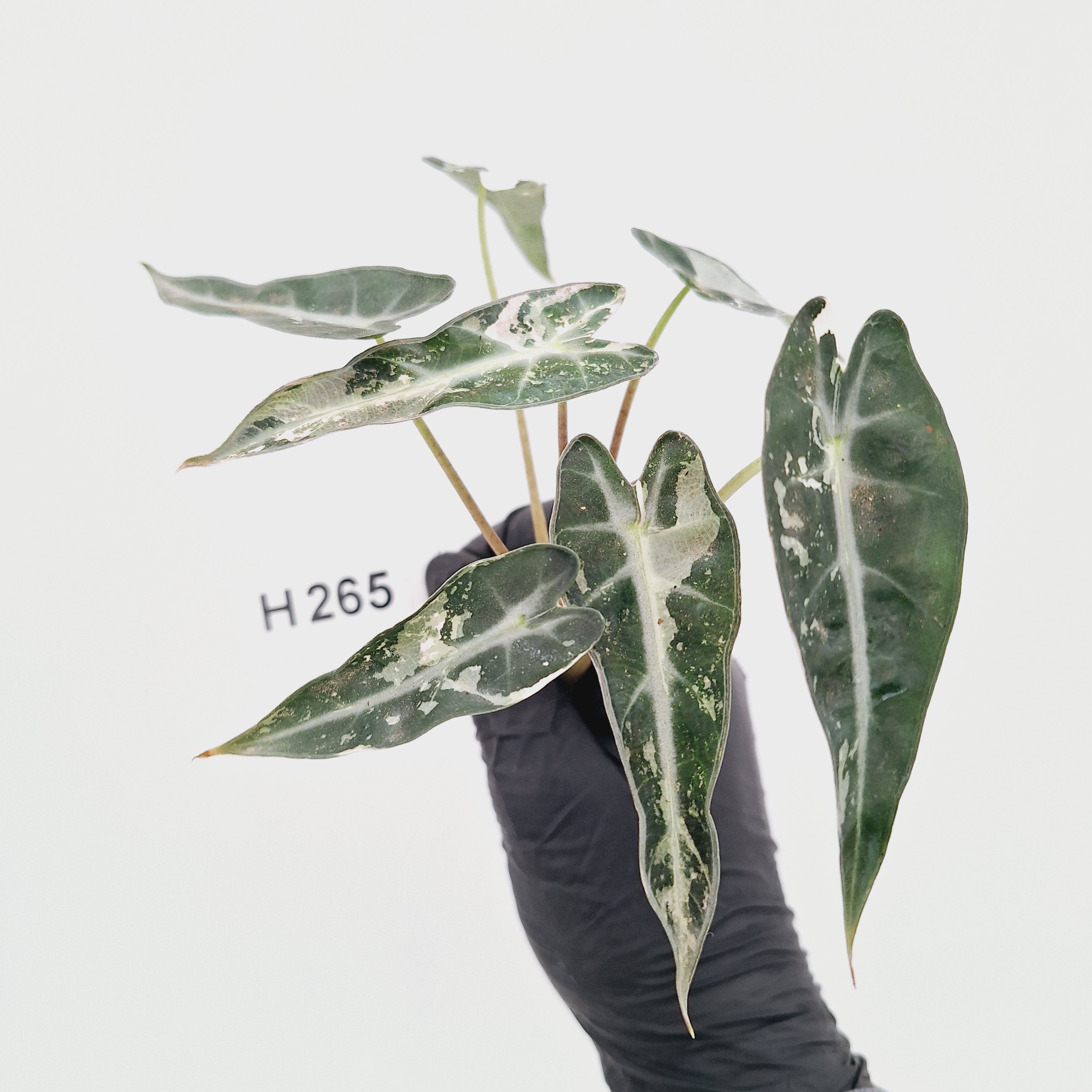 Alocasia Amazonica  bambino Variegata - Bare Bottom Baby - SALE