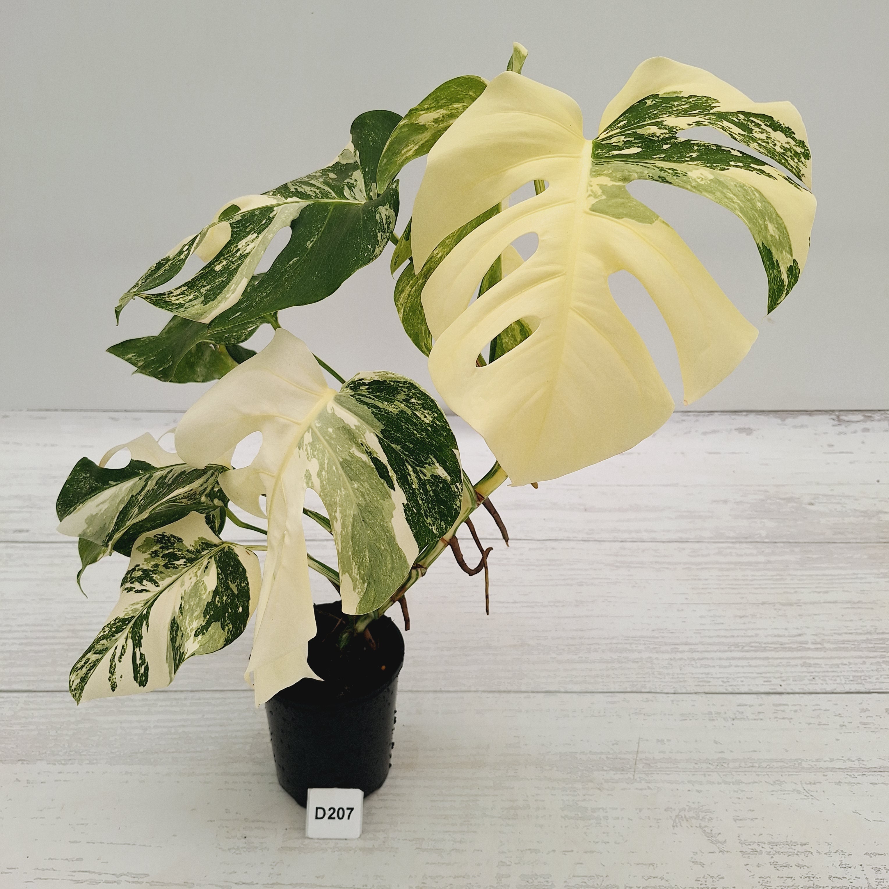 Monstera borsigiana 'Albo'