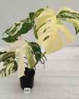 Monstera borsigiana 'Albo'