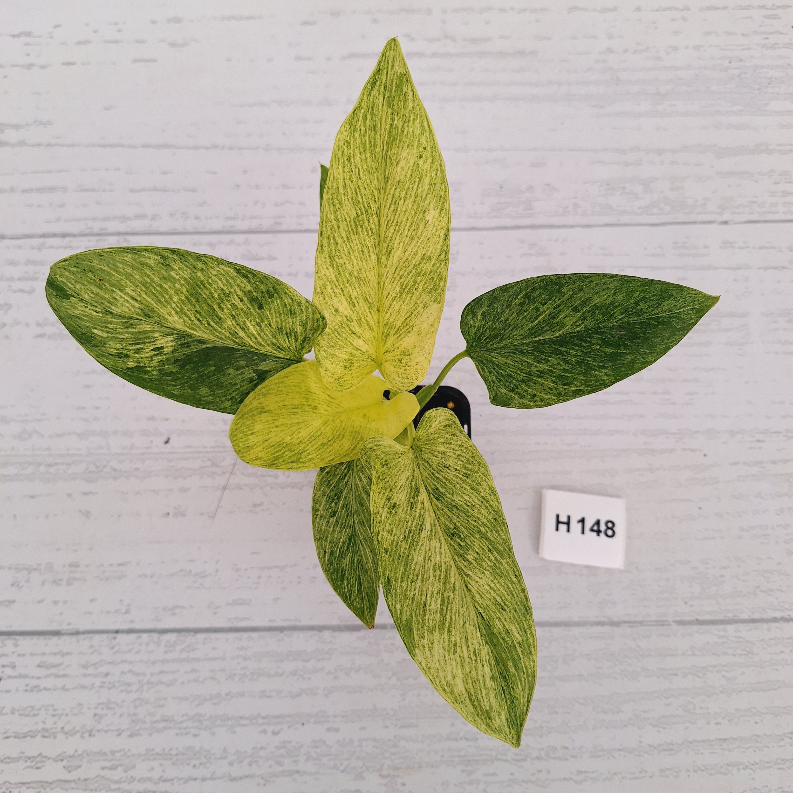 Homalomena sulcata ‘Cream Frost’ - SALE