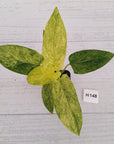 Homalomena sulcata ‘Cream Frost’ - SALE