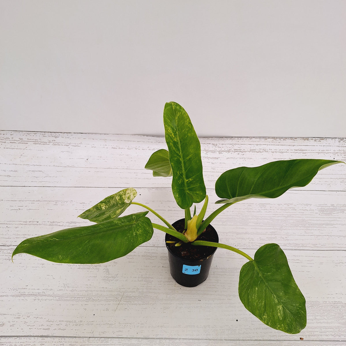 Philodendron giganteum Blizzard - SALE