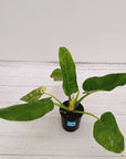 Philodendron giganteum Blizzard - SALE