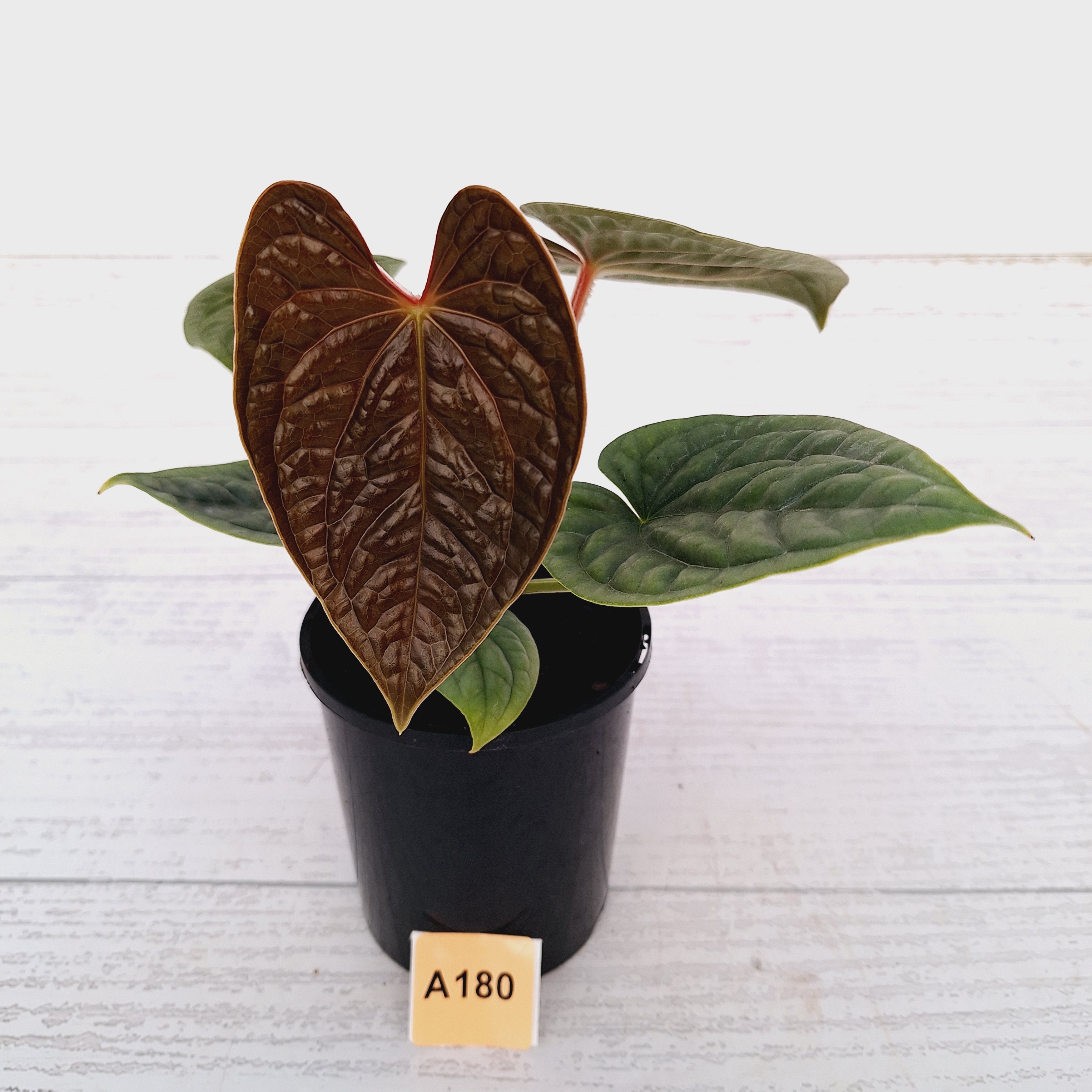 Anthurium Luxurians