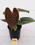 Anthurium Luxurians