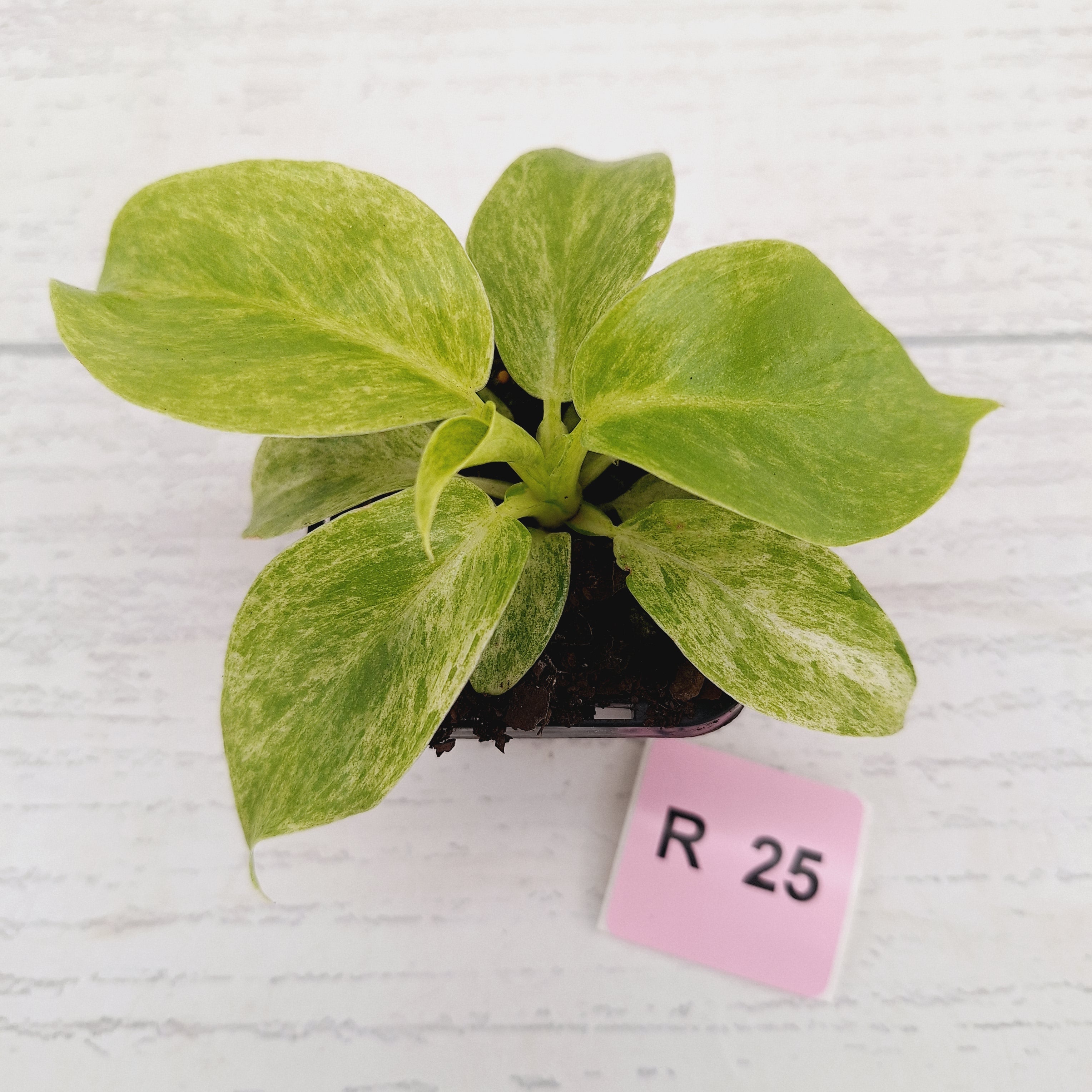Philodendron giganteum Blizzard - SALE