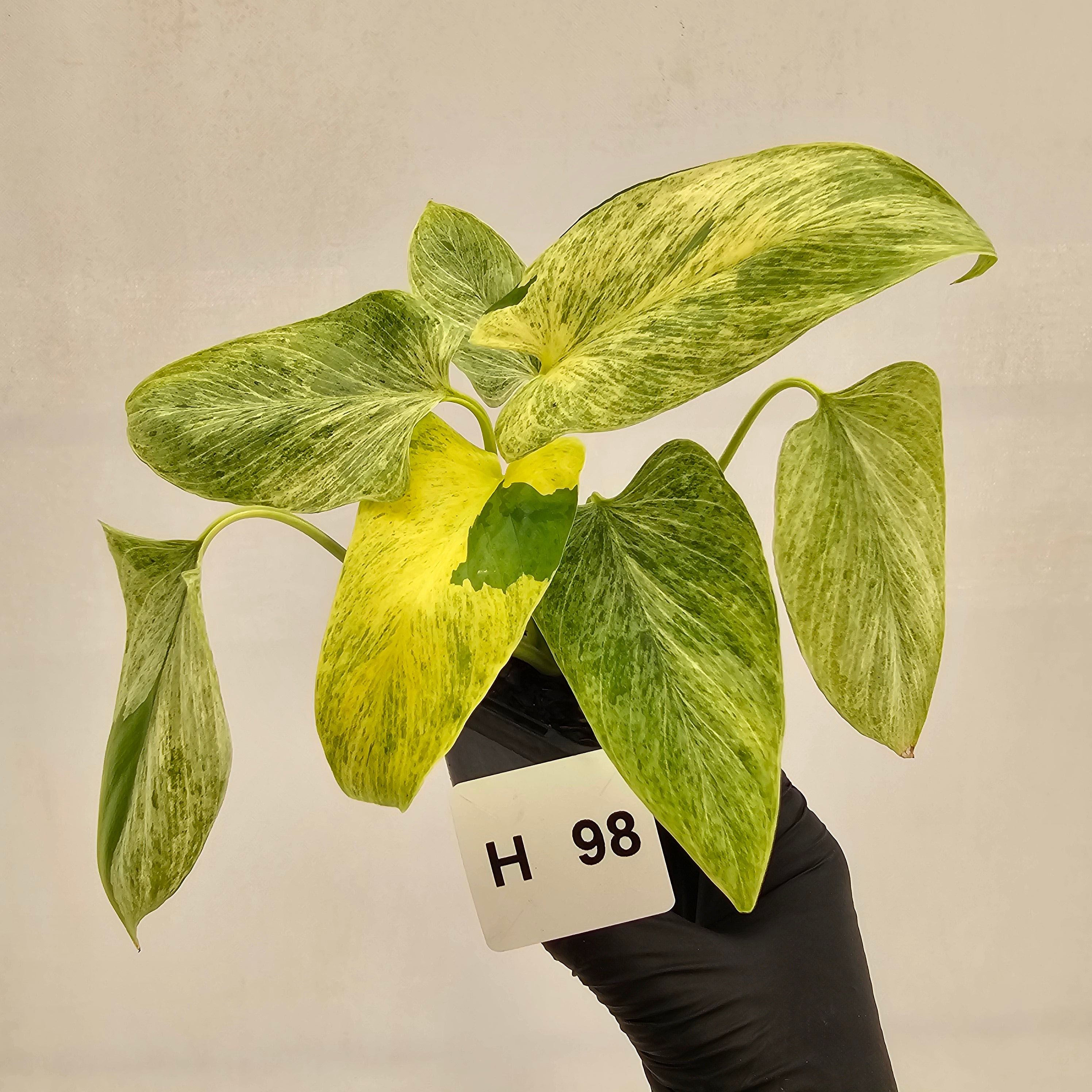 Homalomena sulcata ‘Cream Frost’ - SALE