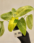 Homalomena sulcata ‘Cream Frost’ - SALE