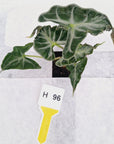 Alocasia ‘Loco’- Bare Bottom Baby