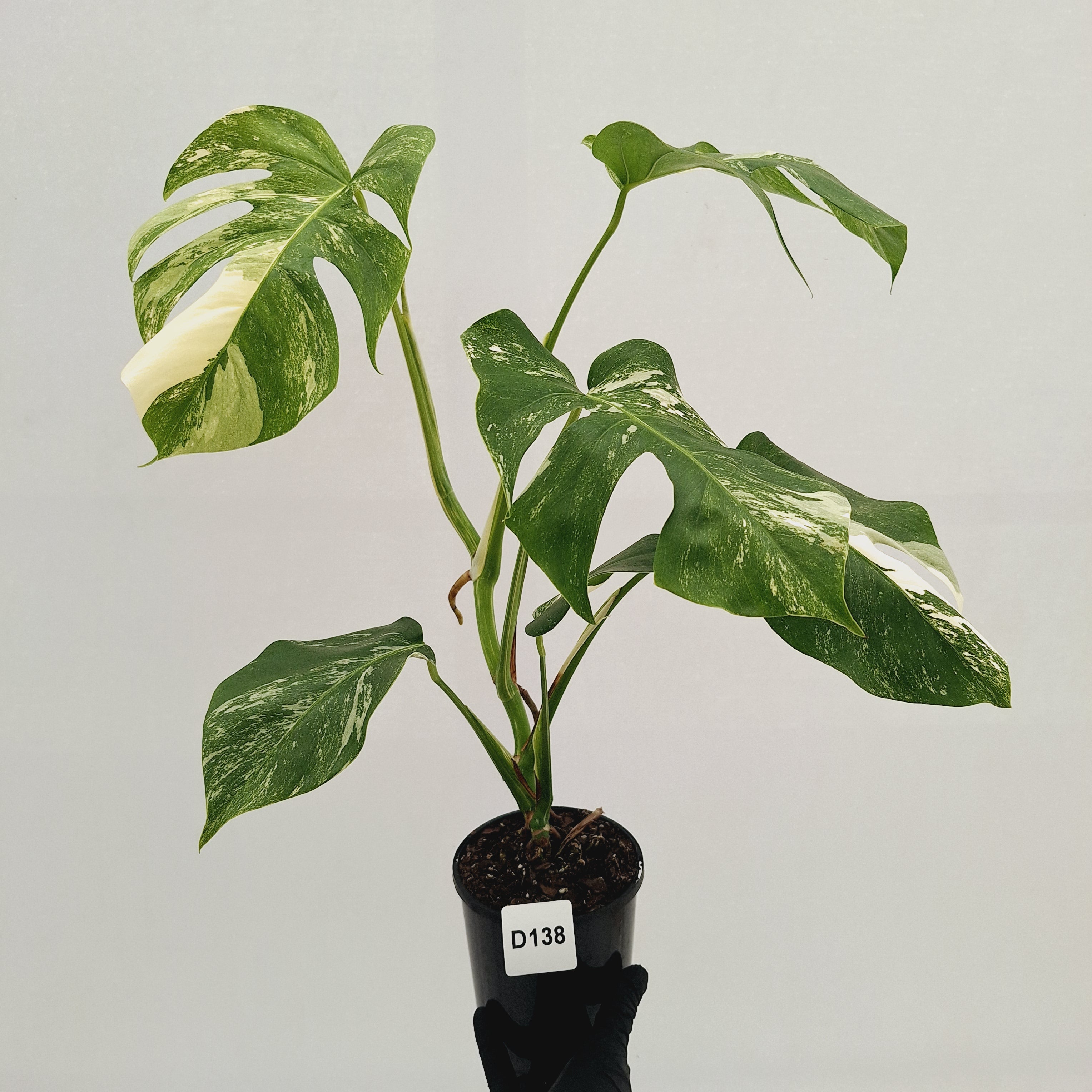 Monstera borsigiana 'Albo'