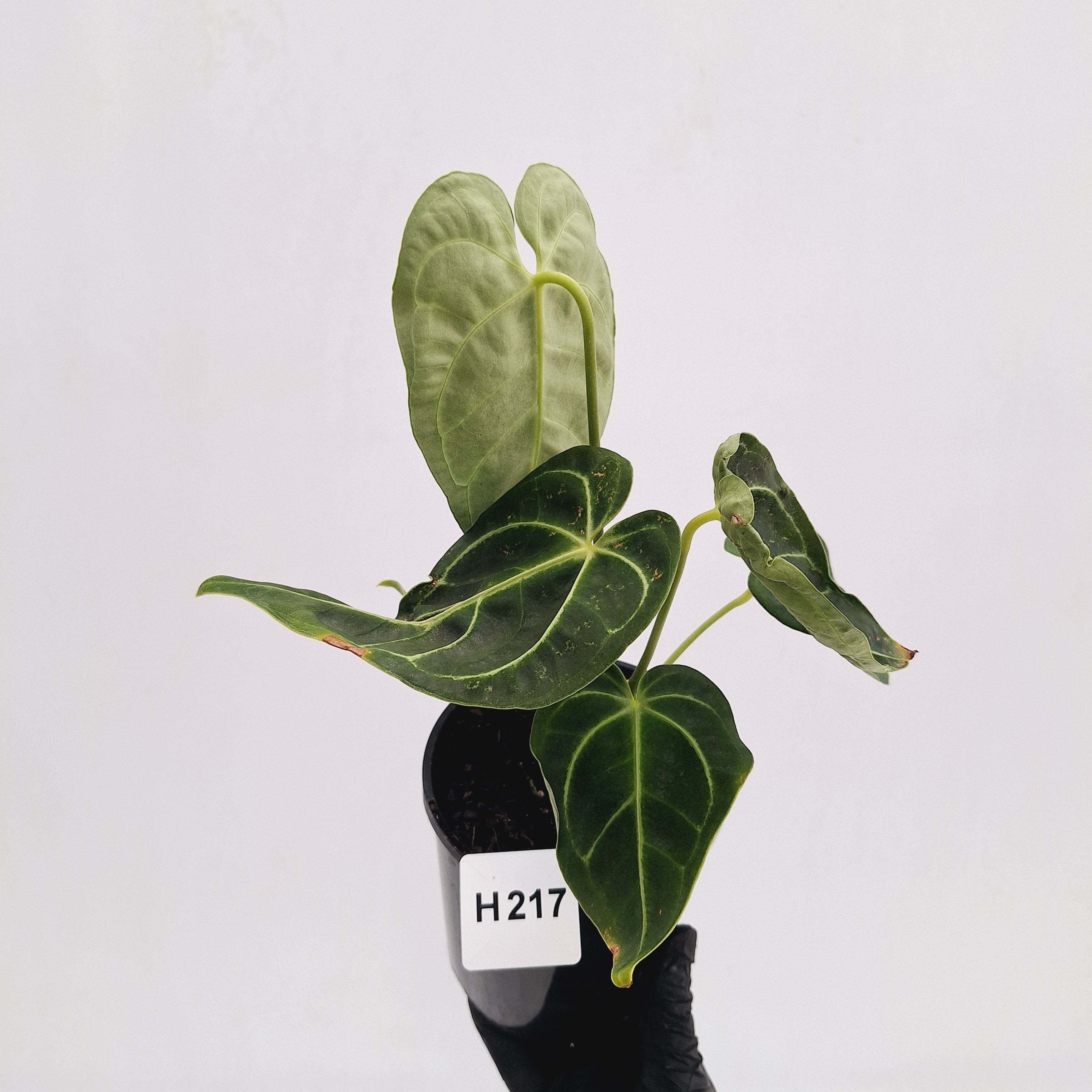 Anthurium Regale