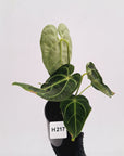 Anthurium Regale