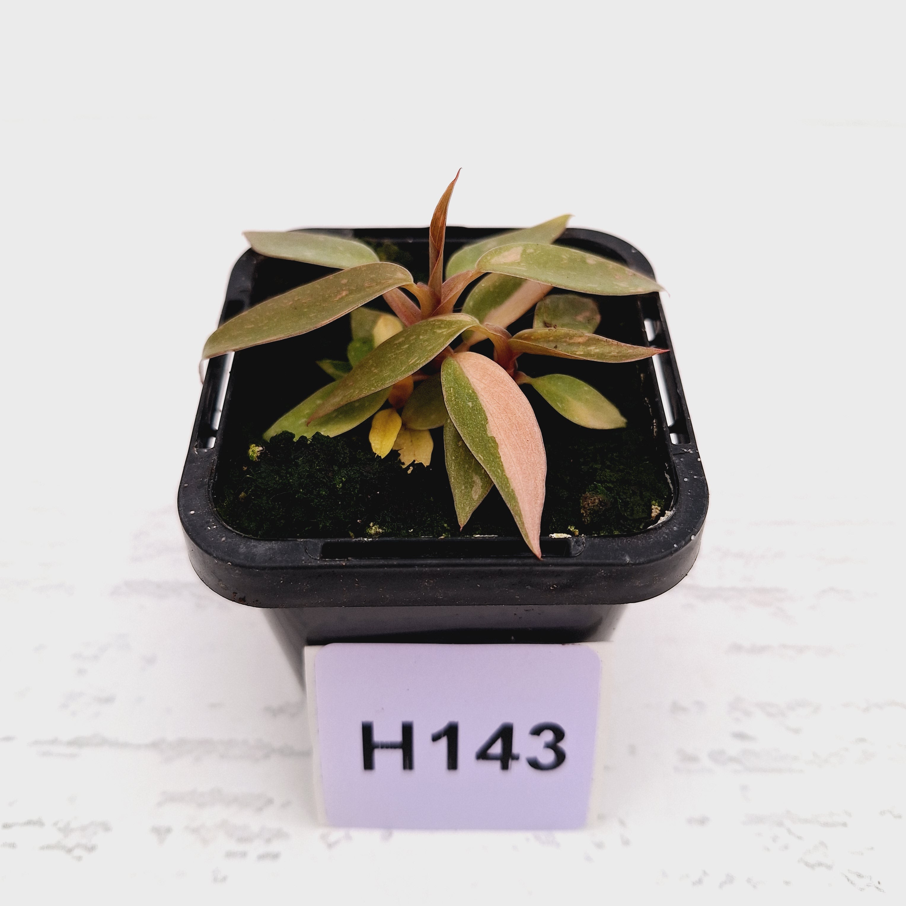 Philodendron &#39;Orange Princess&#39;
