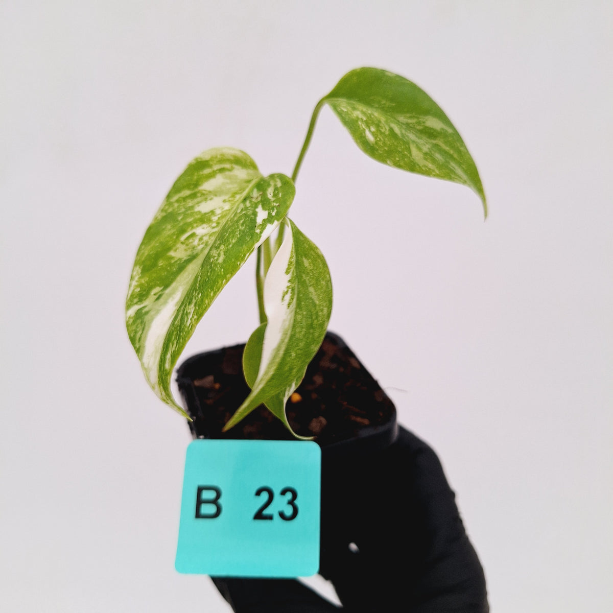 Monstera borsigiana 'Albo' - SALE