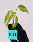 Monstera borsigiana 'Albo' - SALE