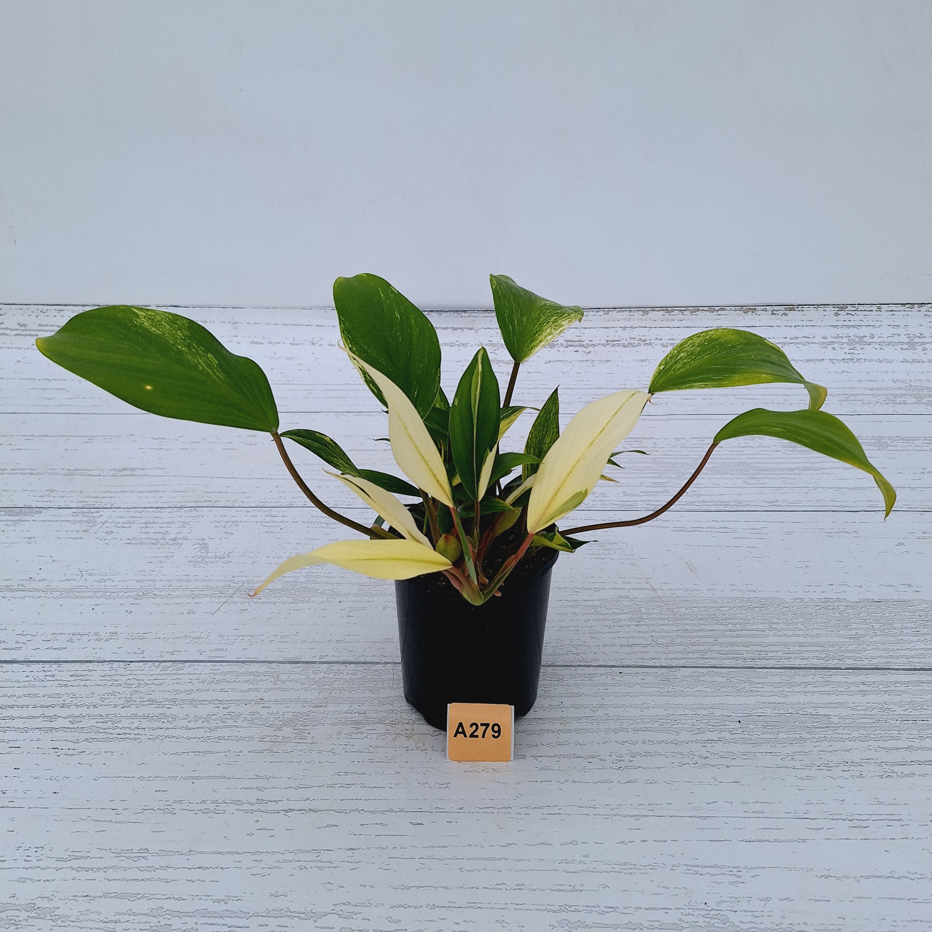 Homalomena Tropical Green Variegata