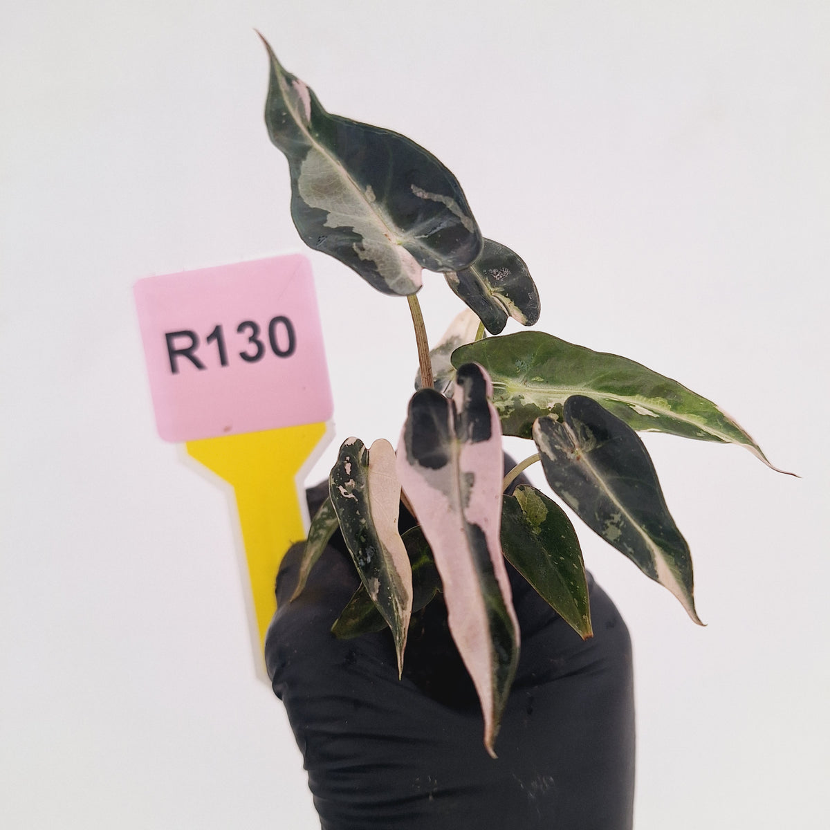 Alocasia Amazonica bambino Variegata - Bare Bottom Baby