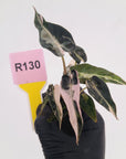 Alocasia Amazonica bambino Variegata - Bare Bottom Baby