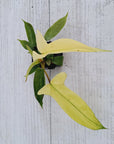 Philodendron pedatum 'Florida Ghost'
