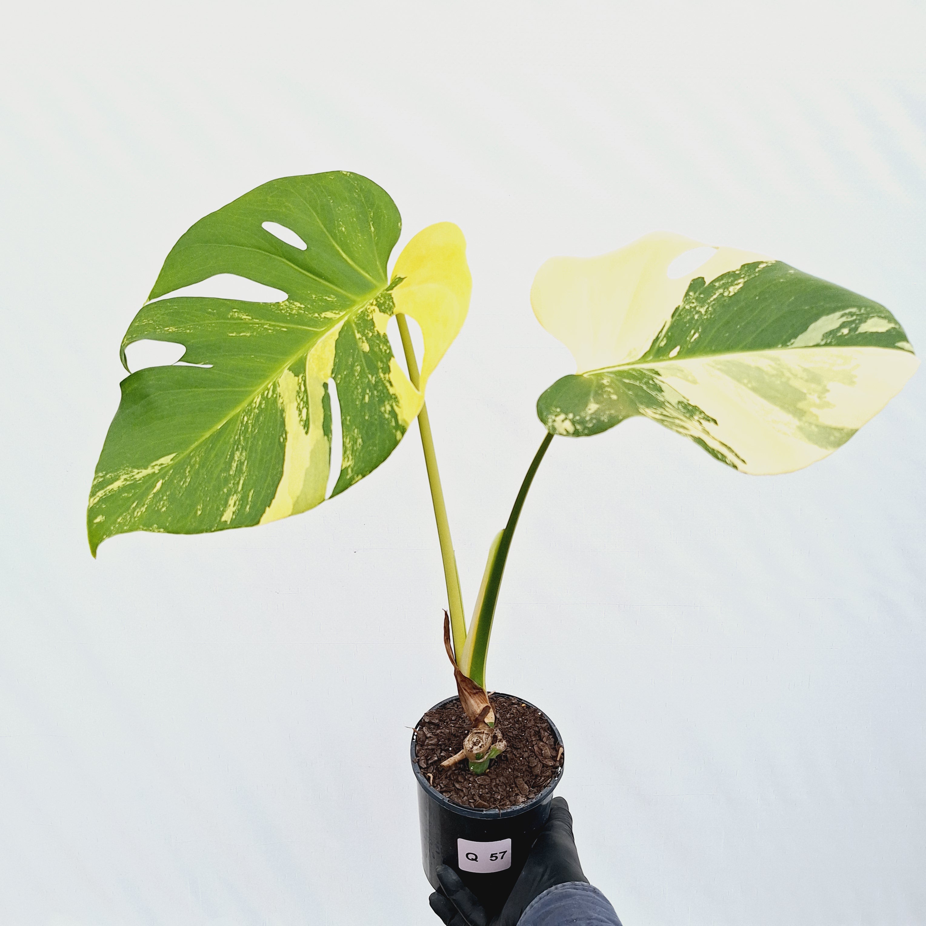 Monstera deliciosa Variegata
