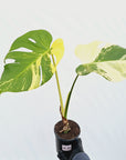 Monstera deliciosa Variegata