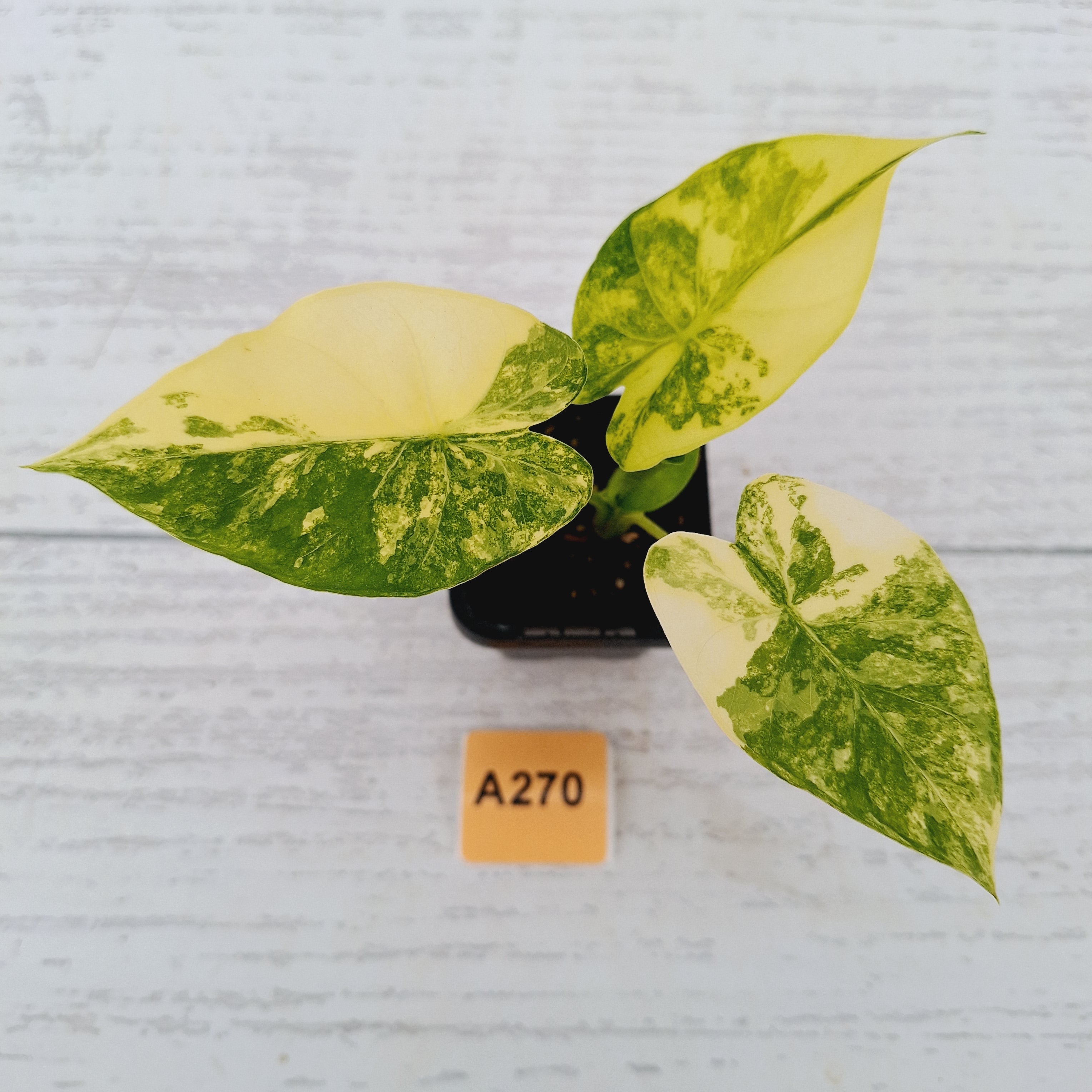 Alocasia Odora &#39;California Aurea Variegata&#39;